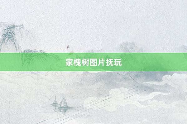 家槐树图片抚玩
